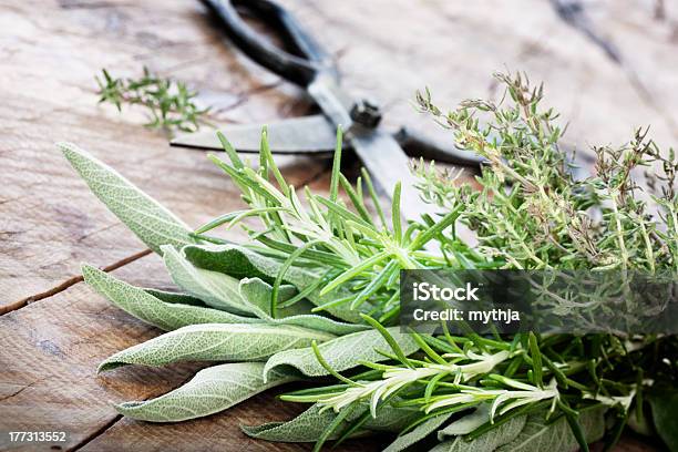 Freshly Harvested Herbs Stock Photo - Download Image Now - Freshness, Herb, Antique