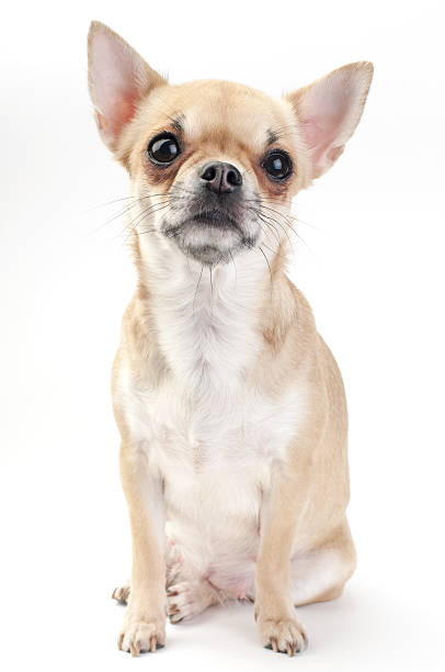 istock fawn Chihuahua dog 177314224