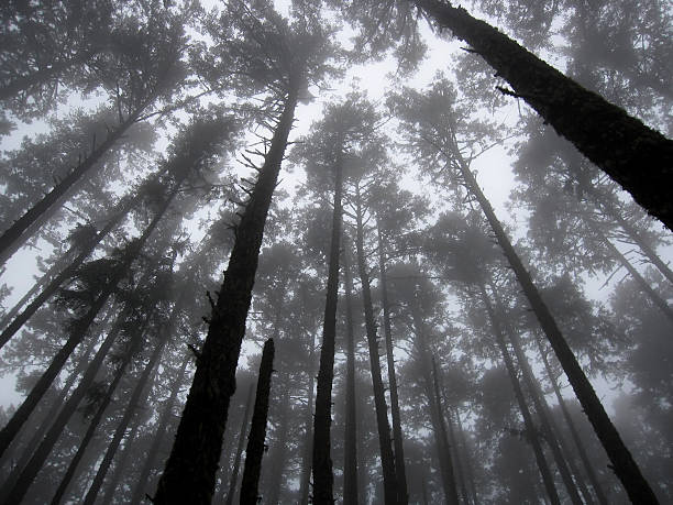 istock Tall Trees in the Fog 177314328