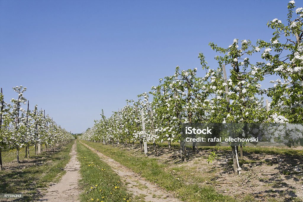 Desabrochando pomar de maçãs - Foto de stock de Agricultura royalty-free