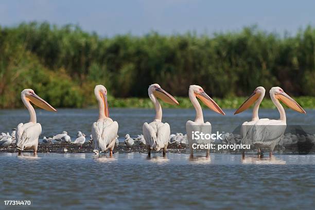 Pelicans Stock Photo - Download Image Now - Animal, Animal Migration, Animal Wildlife