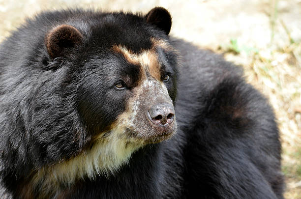 istock Portrait of Andean bear 177314512