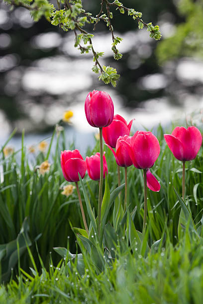 A cluster of pink tulips in front of a shimmering lake in the background.