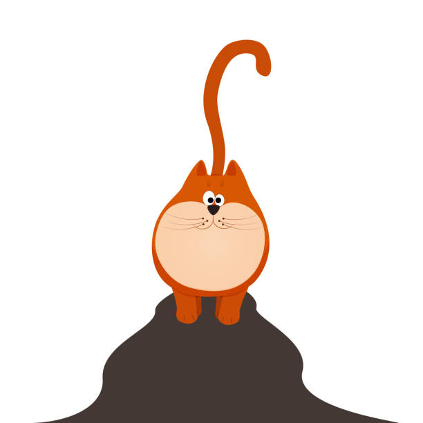 istock a picture of a funny fat cat 1773149459