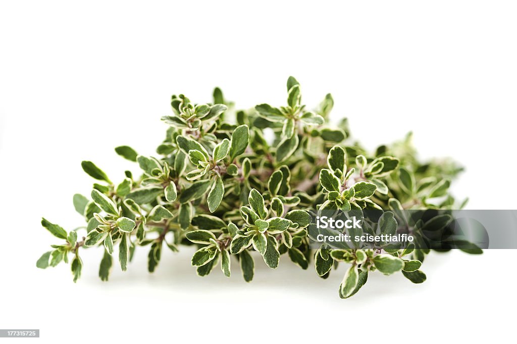 Thymus citriodorus thyme branch isolated on white Agriculture Stock Photo
