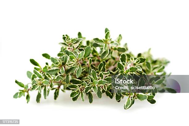 Thymus Citriodorus Stock Photo - Download Image Now - Agriculture, Condiment, Food and Drink