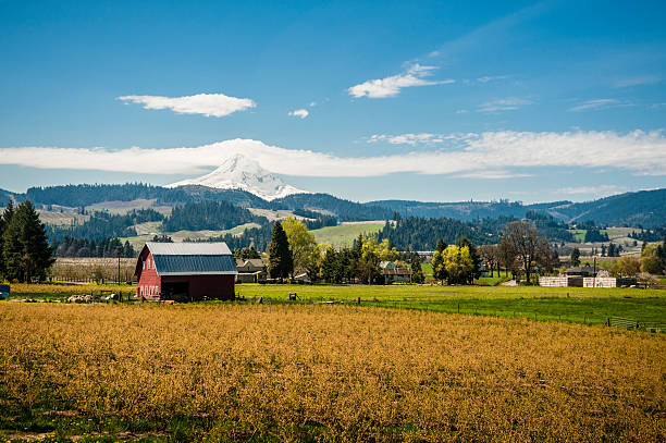Red barn, apple orchards, Mt. Hood "Red barn among apple orchards below a snowy mountain, Hood River Valley, OR" oregon barn farm mt hood stock pictures, royalty-free photos & images