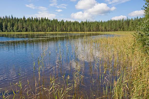 istock Summer Lake. Finland 177316288