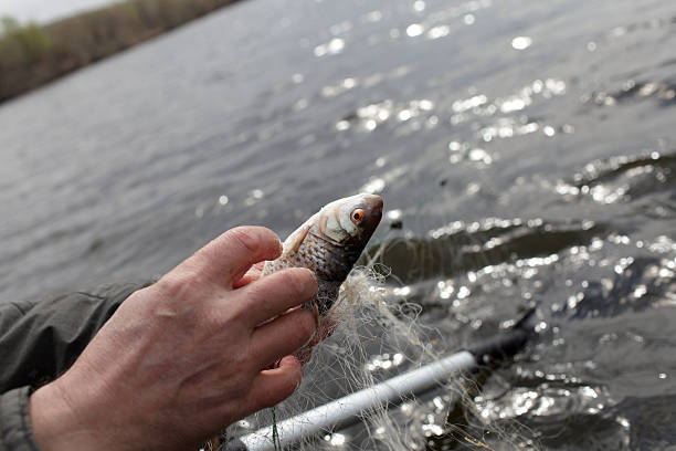 istock Fisherman takes out the fish 177316358