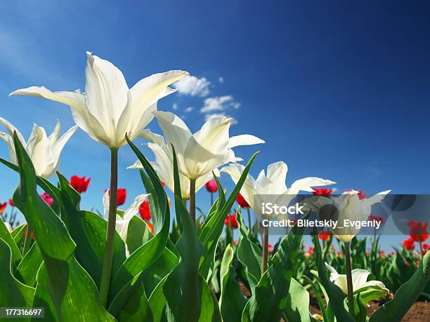 Flores Frescas Foto de stock y más banco de imágenes de Aire libre - Aire libre, Amarillo - Color, Azul