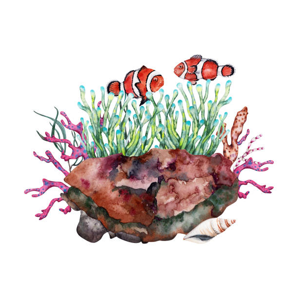 istock Two Orange clown fish near anemone growing over reef rock with corals and seaweed. Hand drawn watercolor illustration on white background. Part of tropical coral reef underwater collection. 1773168509