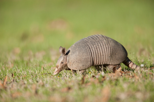 Six-Banded Armadillo rummaging in Grass