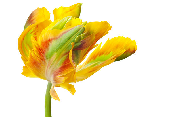 yellow tulip isolated stock photo