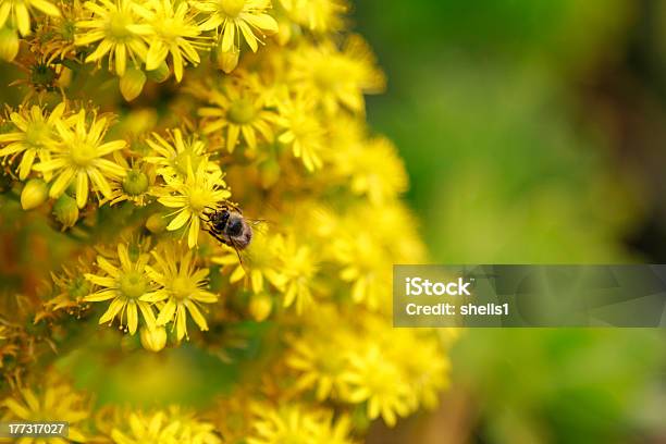 Photo libre de droit de Fleurs De Succulents banque d'images et plus d'images libres de droit de Couleur verte - Couleur verte, Croissance, Fleur - Flore