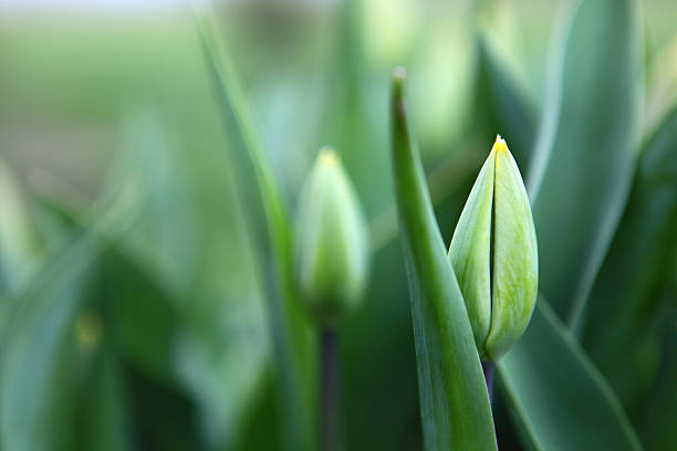 istock closed tulip flowers spring 177317141