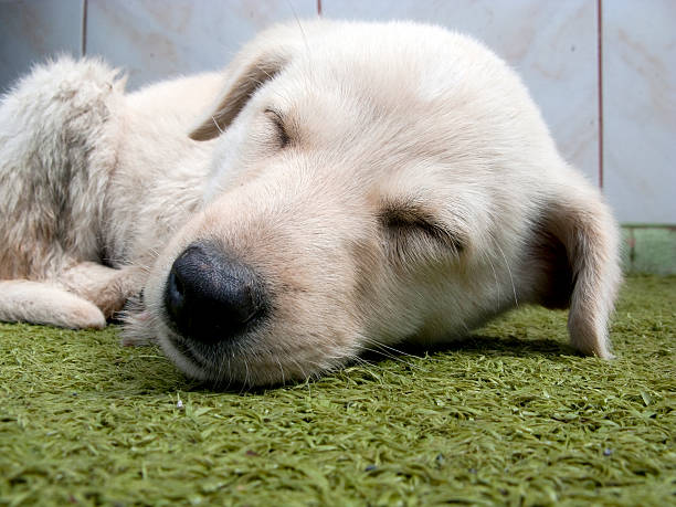 istock Cute little Puppy Sleeping on grass 177317335
