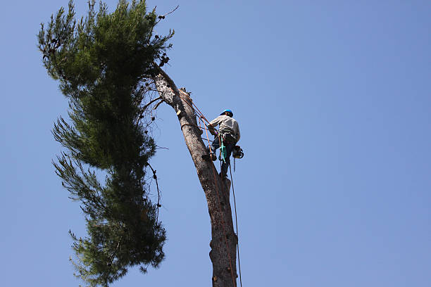 Climbing a tall tree removal job stock photo