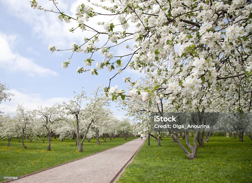 apple Orchard, arbres, fleurs de printemps - Photo de Agriculture libre de droits