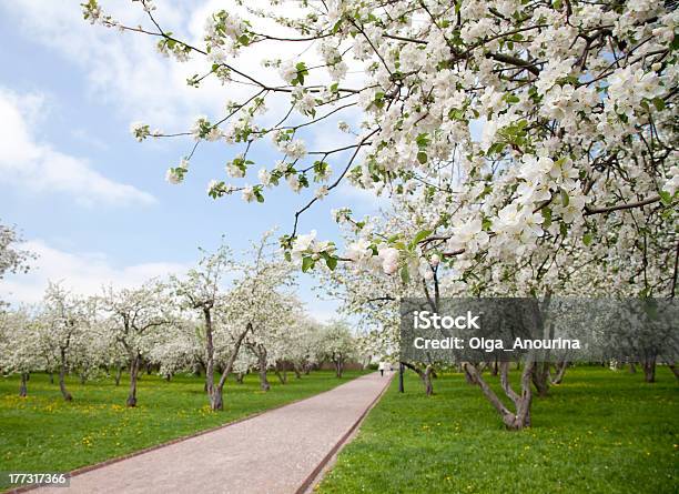 과수원 꽃 사과나무 나무 연두빛 0명에 대한 스톡 사진 및 기타 이미지 - 0명, 거리, 계절