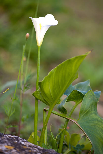 white calla lily flower stock photo