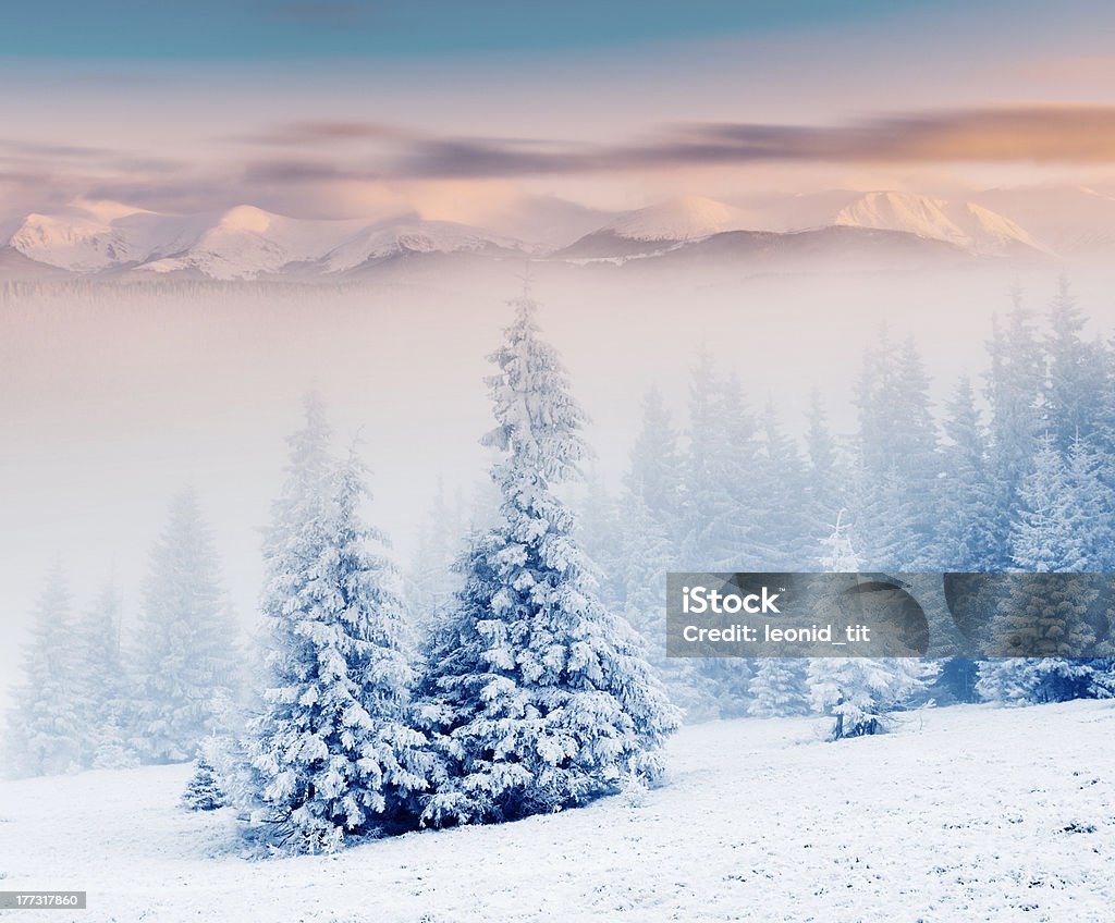 Winter Beautiful winter landscape with snow covered trees Beauty Stock Photo