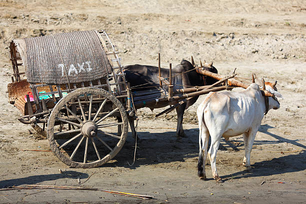 istock Ox cart taxi transportation 177318009