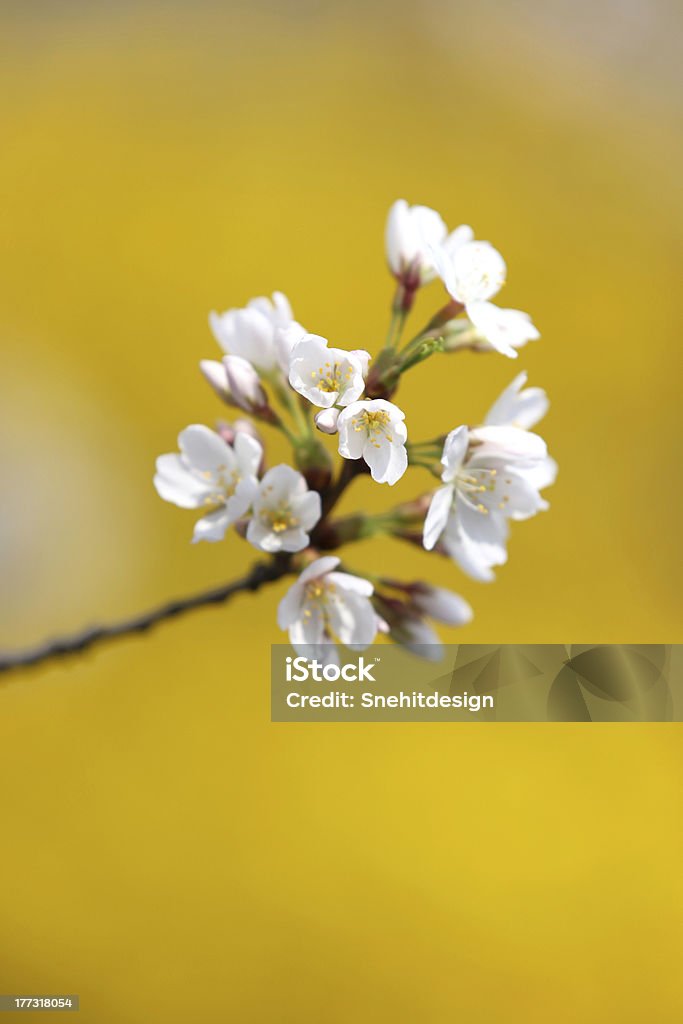 Spring flower bloom Close up shot of fresh spring blossom Beauty In Nature Stock Photo