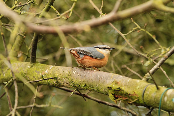 Nuthatch stock photo