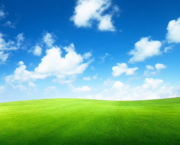 istock field of grass and perfect sky 177318311