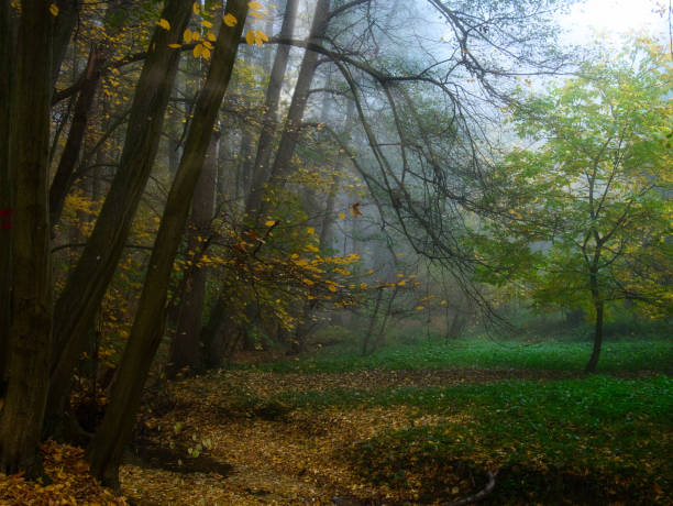 istock Mysterious foggy forest with brook during autumn day 1773184188