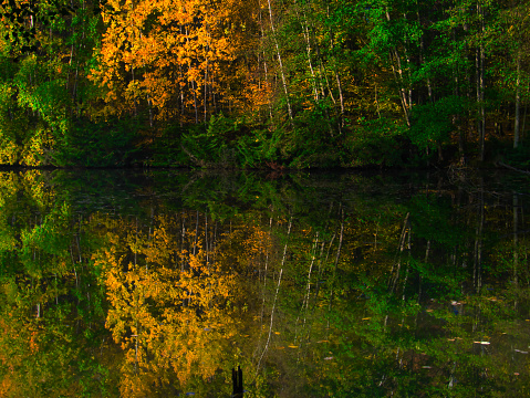 Mysterious foggy forest with reflexion on a watter surface during autumn day, sunlight,fog, green and yellow leafs.  Mystique  relaxing  nature, creepy mood. Czech republic,Europe.