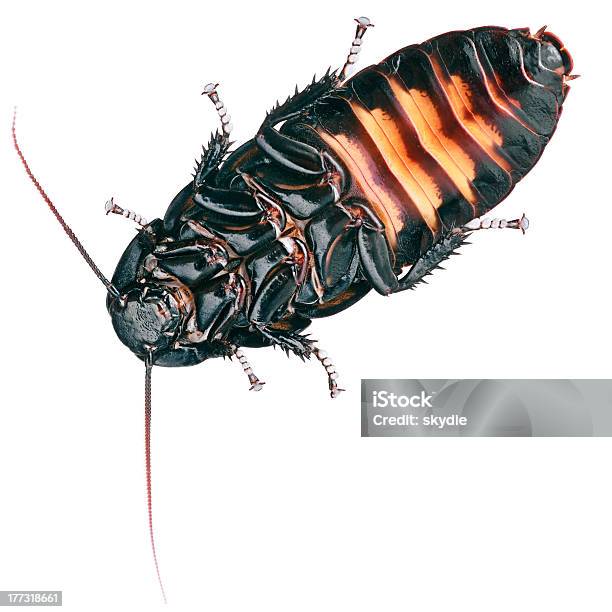 Sibilação Barata - Fotografias de stock e mais imagens de Escaravelho - Escaravelho, Fotografia - Imagem, Vista de Baixo para Cima