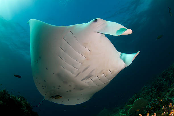 istock Manta alfredi Ray Raja Ampat 177318700