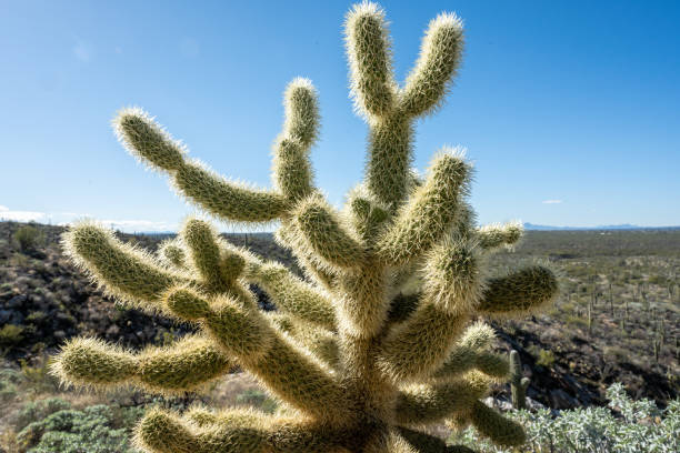 istock Teddy Bear Cholla Cactus Against Clear Blue Sky 1773187026