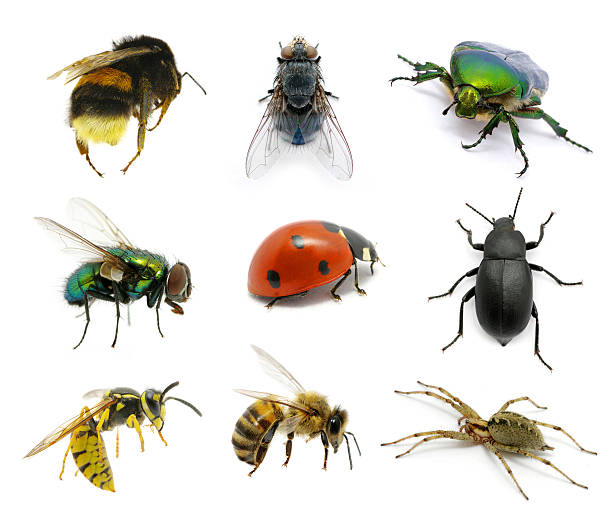 istock Set of insects 177318778