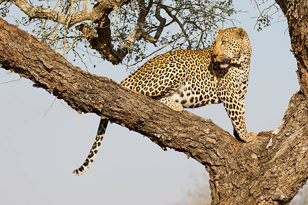 istock Male Leopard in tree, South Africa 177318922