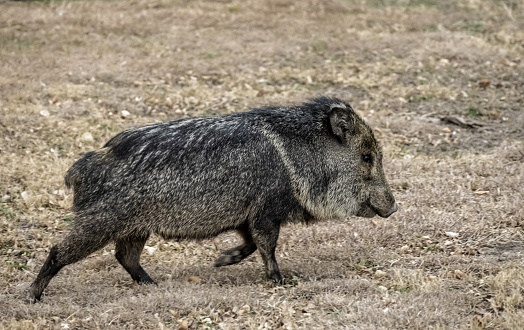 Trotting Javelina On Grassy Field in Big Bend National Park