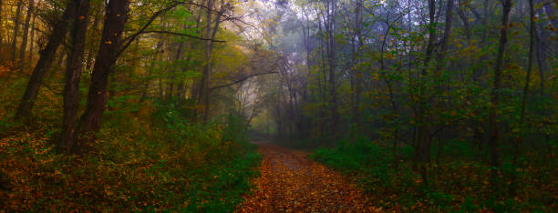 istock Mysterious foggy forest with forest path during autumn day 1773189837
