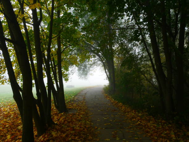 istock Mysterious foggy forest with forest road during autumn day 1773191592
