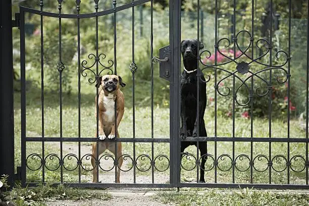 Two dogs behind metal fence.