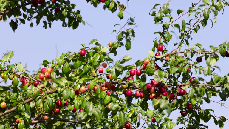 ripe harvest of large cherry plum in the summer