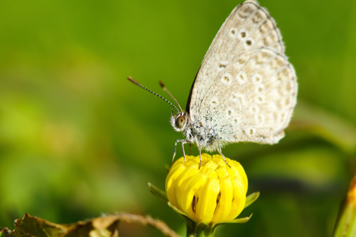 close-up image of little butterfly