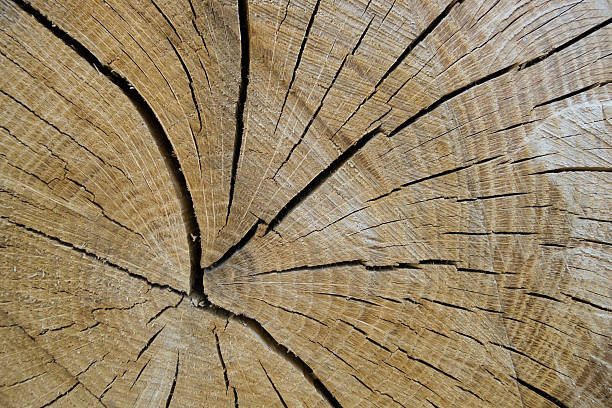 istock Detail of a cut tree trunk 177319369