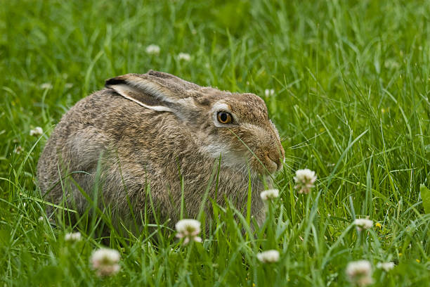 Lepre comune è meno Campo in erba - foto stock