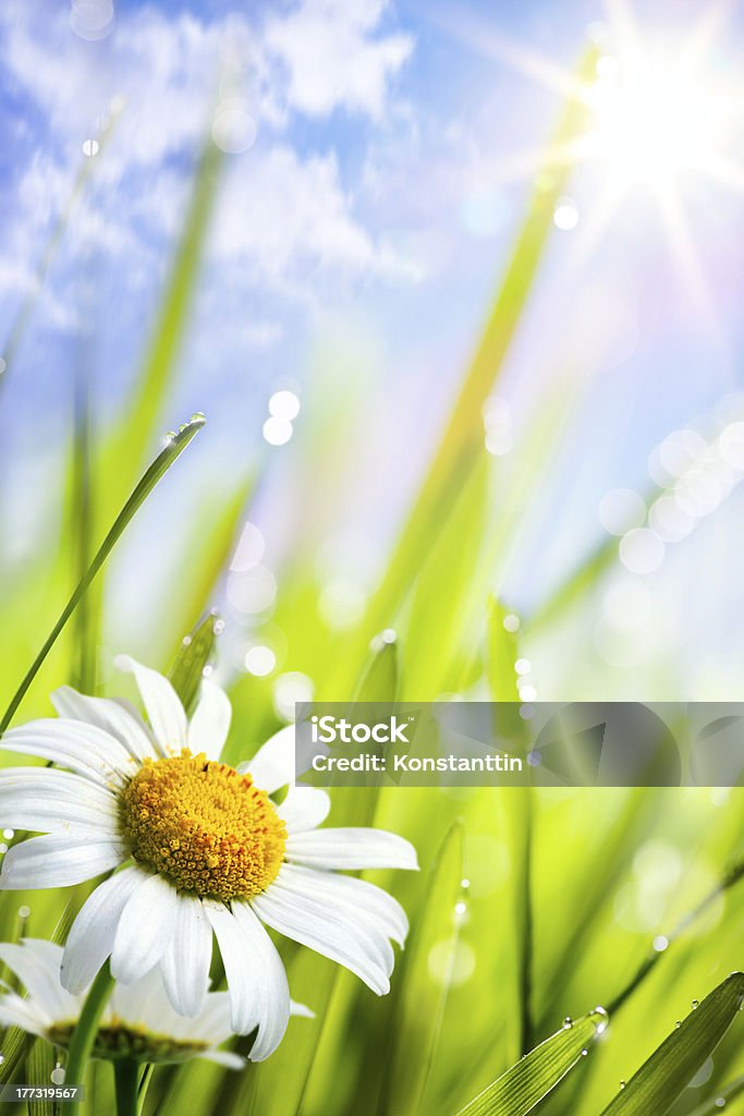 Sfondo naturale con estate daisies fiori in erba - Foto stock royalty-free di Giugno