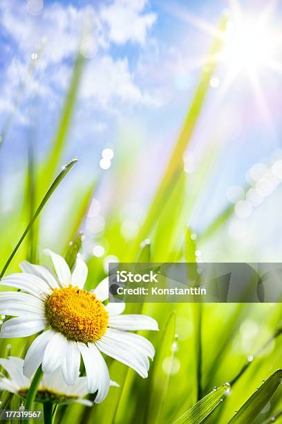자연스럽다 여름 배경 국화와 꽃을 잔디 6월에 대한 스톡 사진 및 기타 이미지 - 6월, 배경-주제, 여름