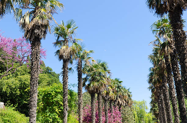 istock palm trees alley in Crimea 177319569