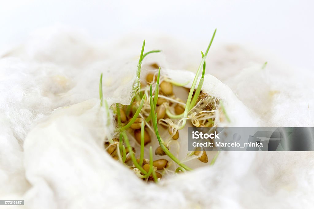 shoots of wheat shoots of wheat on wet cotton Germinating Stock Photo