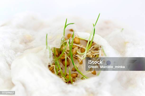 Shoots Of Wheat Stock Photo - Download Image Now - Germinating, Seed, Cotton