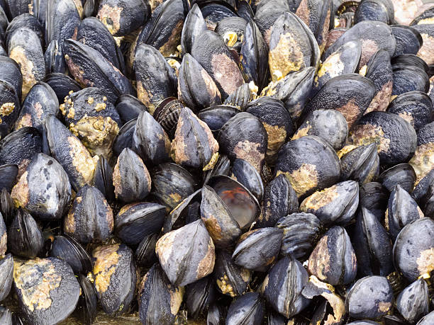 istock Exposed mussels on a rock at low tide 177319659